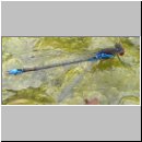 Erythromma viridulum - Kleines Granatauge 02.jpg